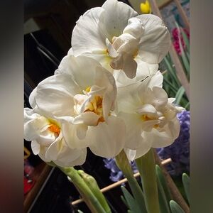 Gotta have spring flower money